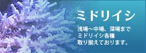 ミドリイシ【浅場～中場、深場までミドリイシ各種取り揃えております】