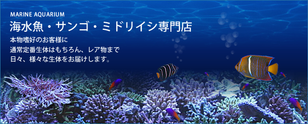 MARINE AQUARIUM TOP RUSH