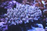 ツツハナガサ　3161