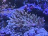 浅場ミドリイシ　09152