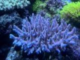ハナガサ系　09155