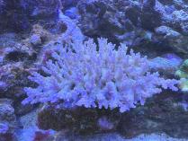 ミクラクラドスM　03021　