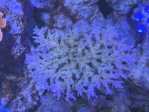 ミクラクラドス　03022