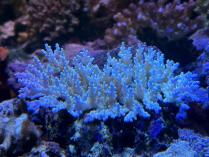 ミクラクラドス　03023