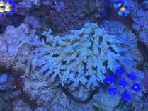 ミクラクラドス　03023