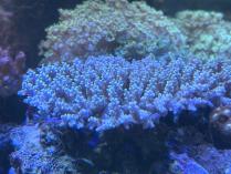 ツツハナガサML　03034