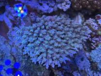 ツツハナガサML　03034