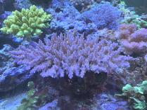 ミクラクラドスML 　03025