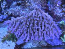 ミクラクラドスML 　03025