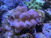 ハナヤサイ　0302c1