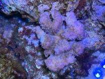 ハナヤサイ　0302c1