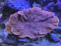 チヂミウスコモンL　0302c2