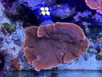 チヂミウスコモンL　0302c2