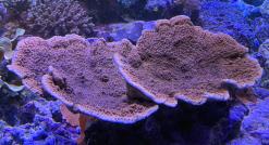 チヂミウスコモンL　0302c3