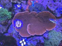 チヂミウスコモンL　0302c3