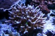 フトトゲサンゴ　522c1