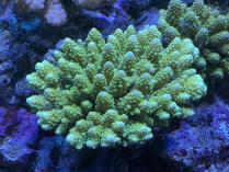 ユビ系ミドリイシ　102310