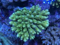 ユビ系ミドリイシ　102310