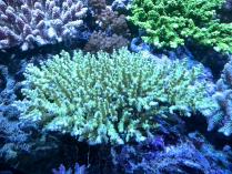 キクハナガサL　10235