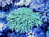 キクハナガサL　10235