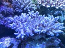 ホソエダ系テーブルL　10233