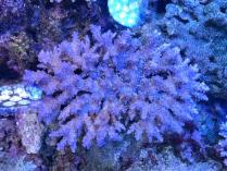 ホソエダ系テーブルL　10233