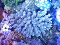 ウスエダミドリイシ　10232