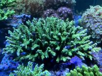 エダミドリイシLL　11182