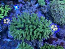 エダミドリイシLL　11182