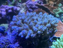 トゲホソエダML　11184