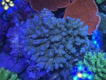 トゲホソエダML　11184