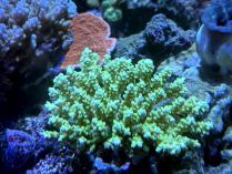 ウスエダミドリイシ　11185