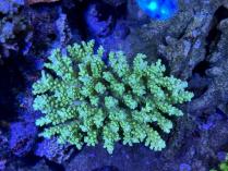 ウスエダミドリイシ　11185