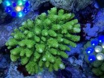 ユビミドリイシML　11187