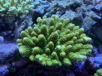 ユビミドリイシML　11187