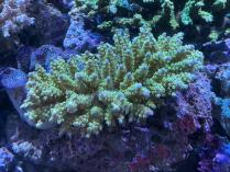 キクハナガサ　111810