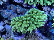 キクハナガサ　111810