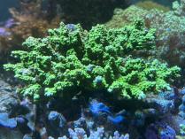 エダミドリイシL　10237