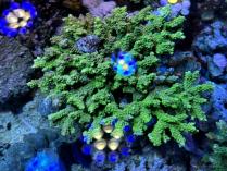 エダミドリイシL　10237