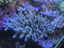 タチハナガサ系L　11241