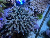 タチハナガサ系L　11241