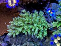 キクハナガサM　11243