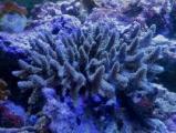 タチハナガサ系L　11241