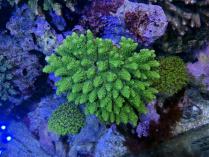 ユビ系ミドリイシ　102310