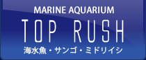 海水魚・サンゴ(ミドリイシなど)の通販は、静岡県焼津市の海水魚 無脊椎動物専門店「アクアショップ トップラッシュ」へ。